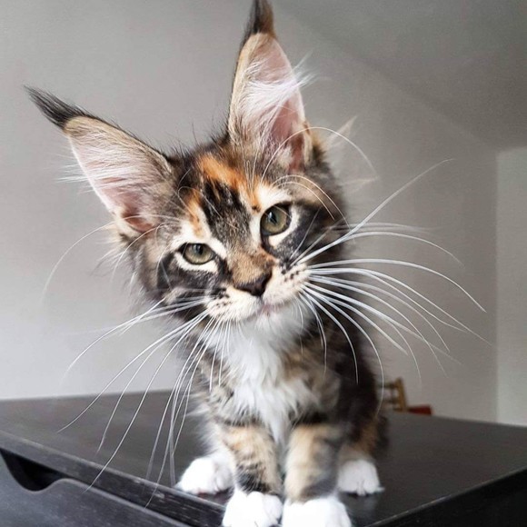 Meet your Posher, Jana - Picture 1 of 1